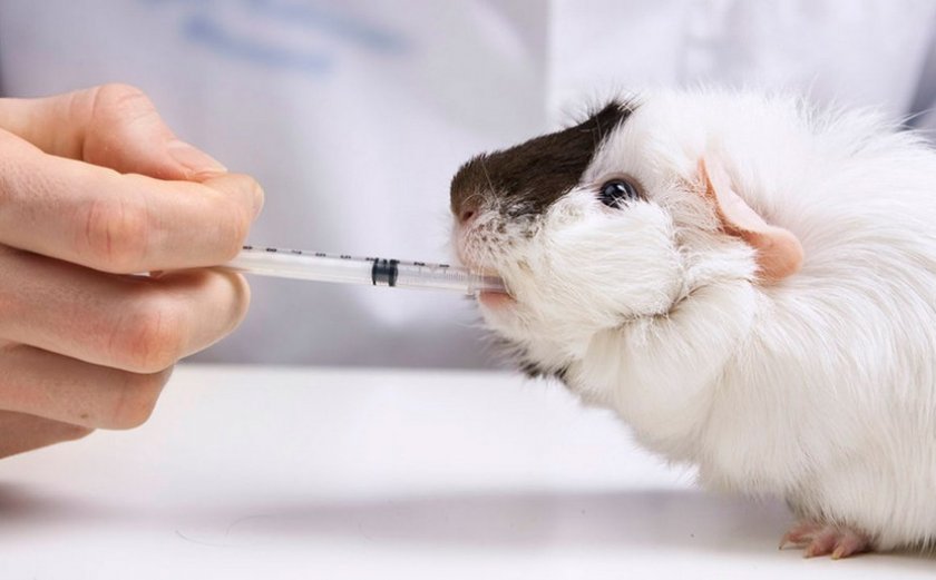 Надо ли вакцинировать морских свинок? — статьи — ilikepet