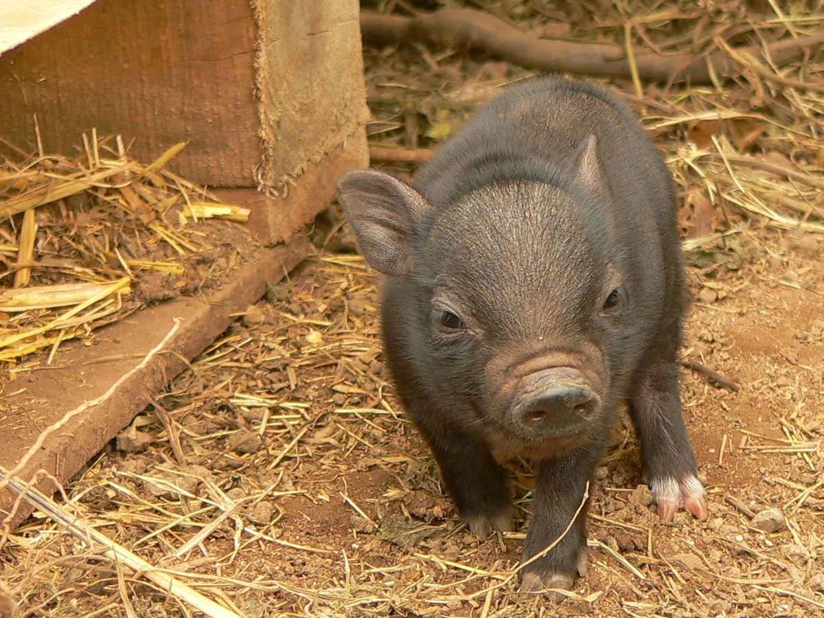 Вьетнамская вислобрюхая свинья – разведение и содержание