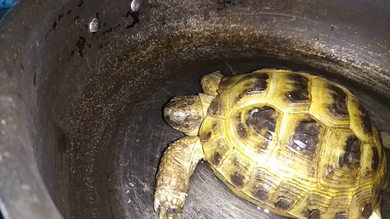 Спячка черепахи в домашних условиях