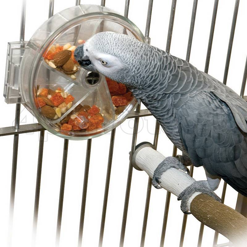 Ветки для попугаев: какие можно давать, а какие нельзя