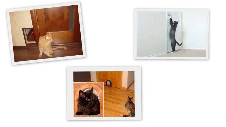 Почему в доме не приживаются кошки: разбираемся в реалиях и народных приметах | ваши питомцы