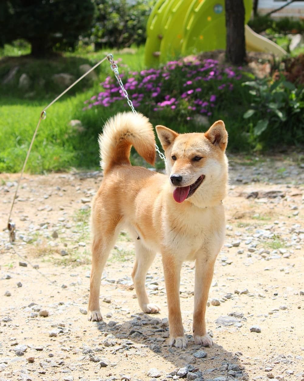 Корейский чиндо ✱ корейская собака джиндо ✱ порода чиндоккэ - характеристика породы