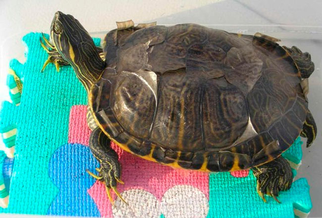 Что можно и нельзя делать с черепахой. обсуждение на liveinternet