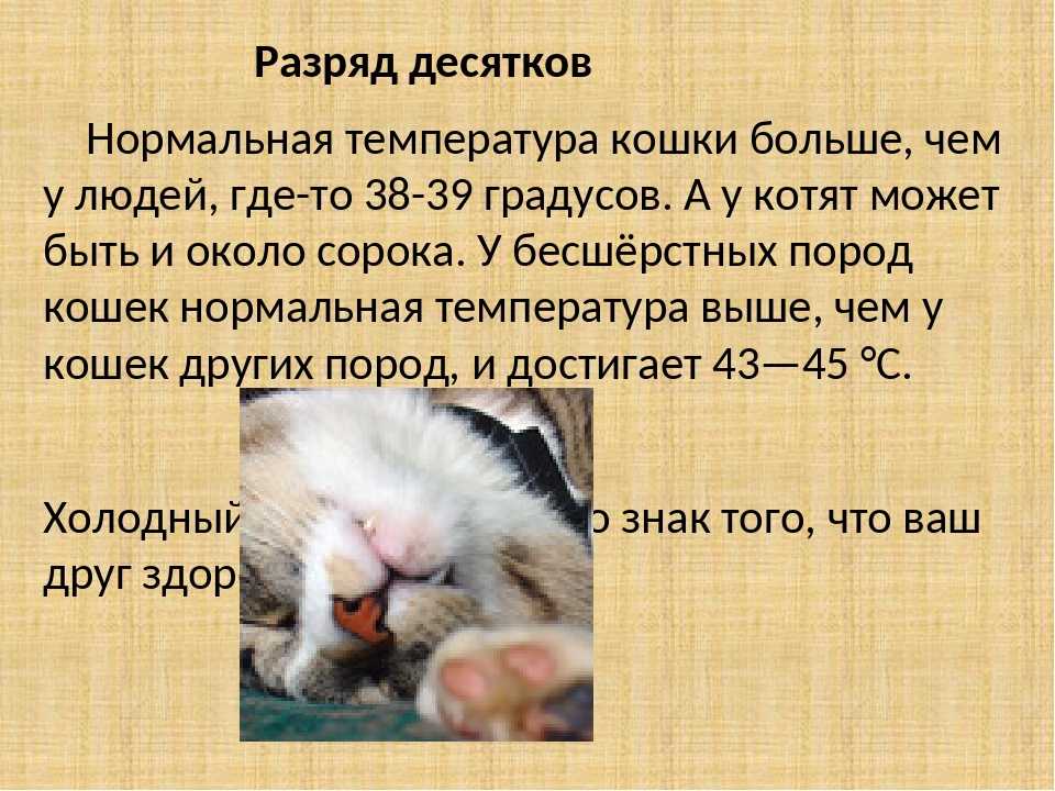 Есть ли у кошек температуры. Нормальная температура тела у котенка 2 месяца. Какая температура должна быть у 2 месячного котенка. Нормальная температура тела у кошек. Какаянлрмальная температура у кошек.