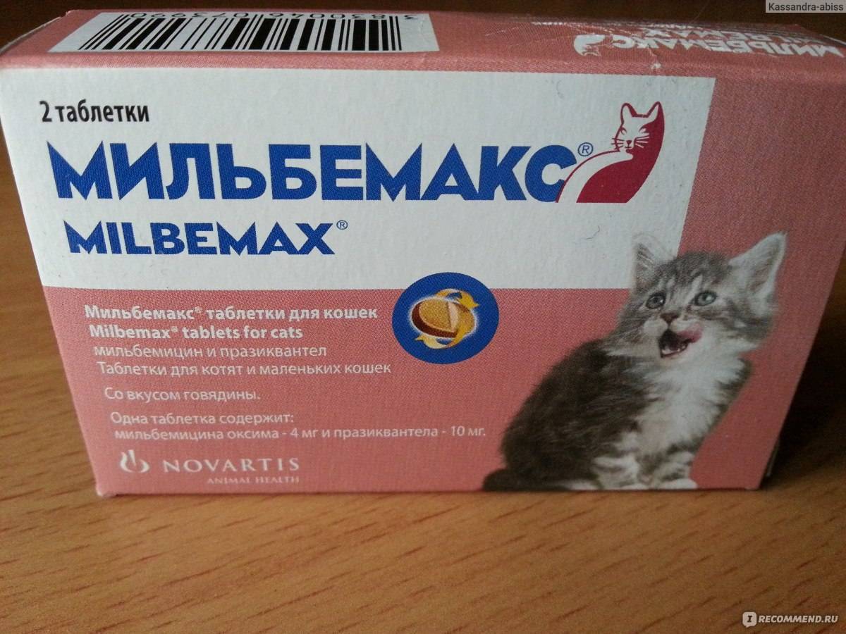 Симптомы и лечение глистов у кошек