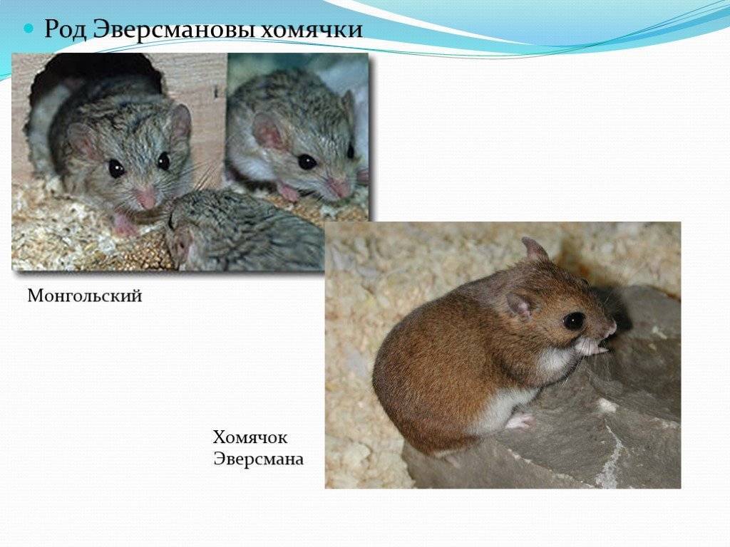 Ангорский хомяк: особенности породы, уход и содержание