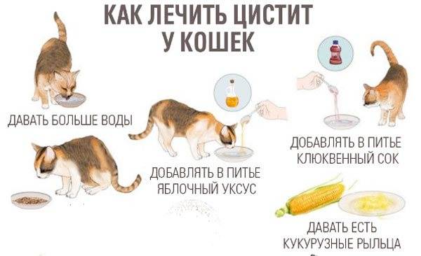 Симптоматика цистита у котов: способы самостоятельного лечения дома