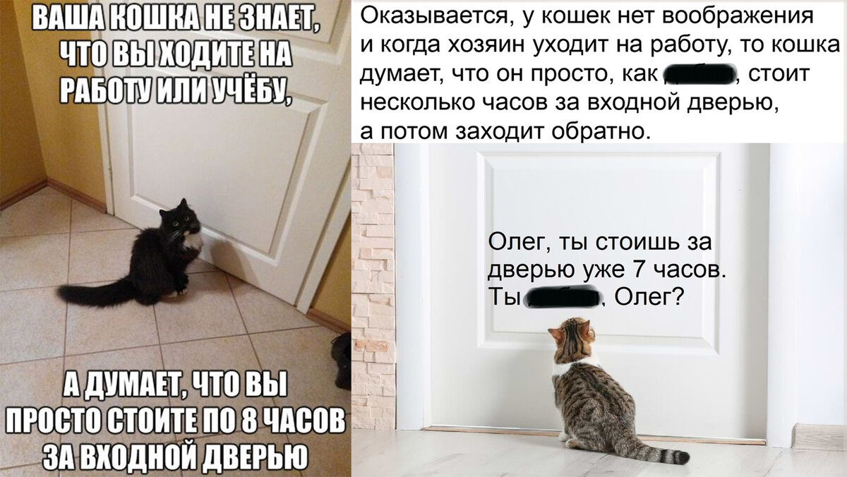 Что кошка думает о человеке, своём доме и мире в целом.