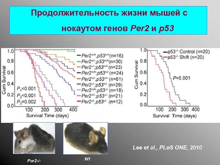 Сколько лет живут декоративные крысы в домашних условиях