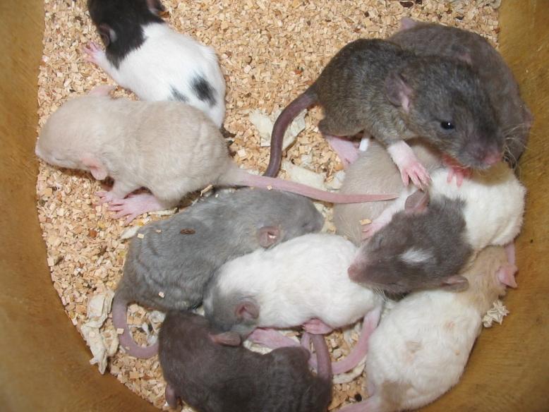 Беременная крыса: как проходит беременность у грызуна, особенности содержания, кормления и ухода за животным