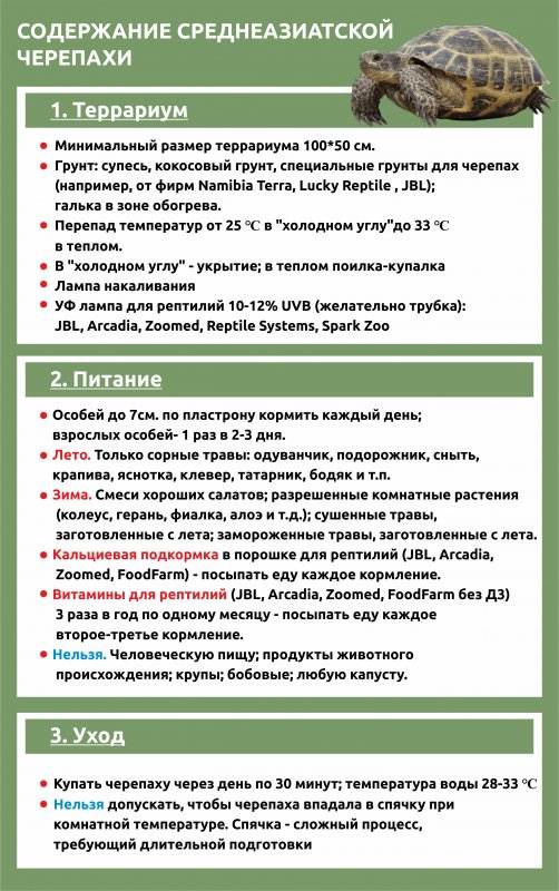 Какой тип развития характерен для красноухой болотной черепахи изображенной на рисунке