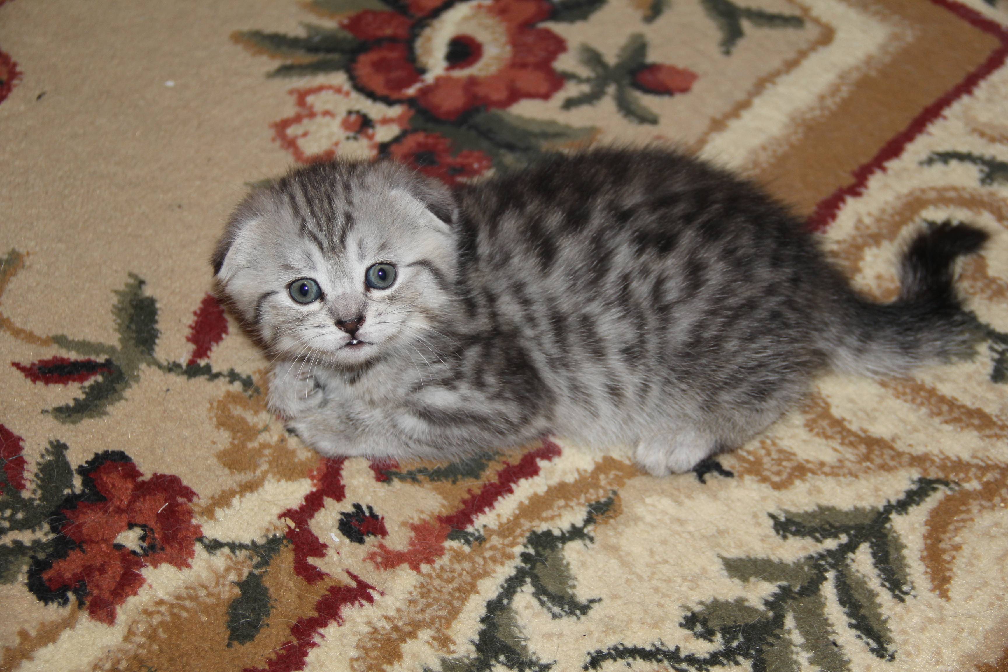 Порода котенка из рекламы вискас — название и краткая характеристика породы