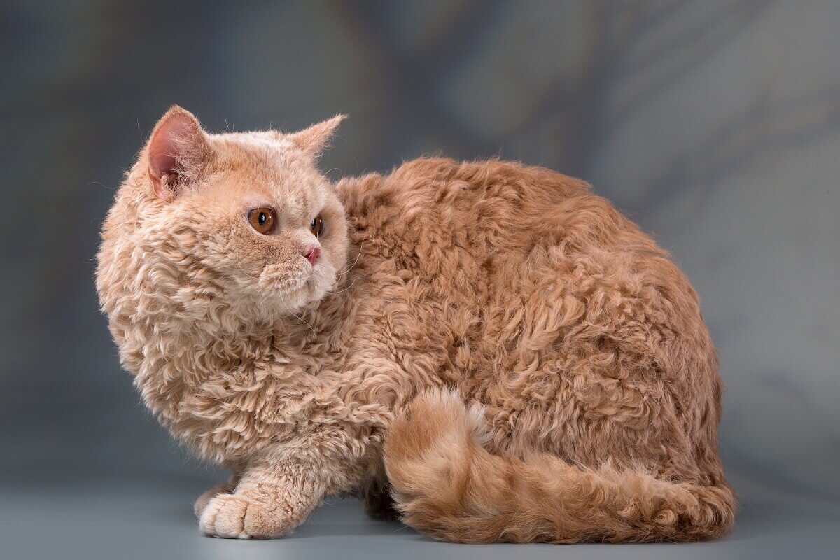Лаперм - фото и описание породы кошек (характер, уход и кормление)