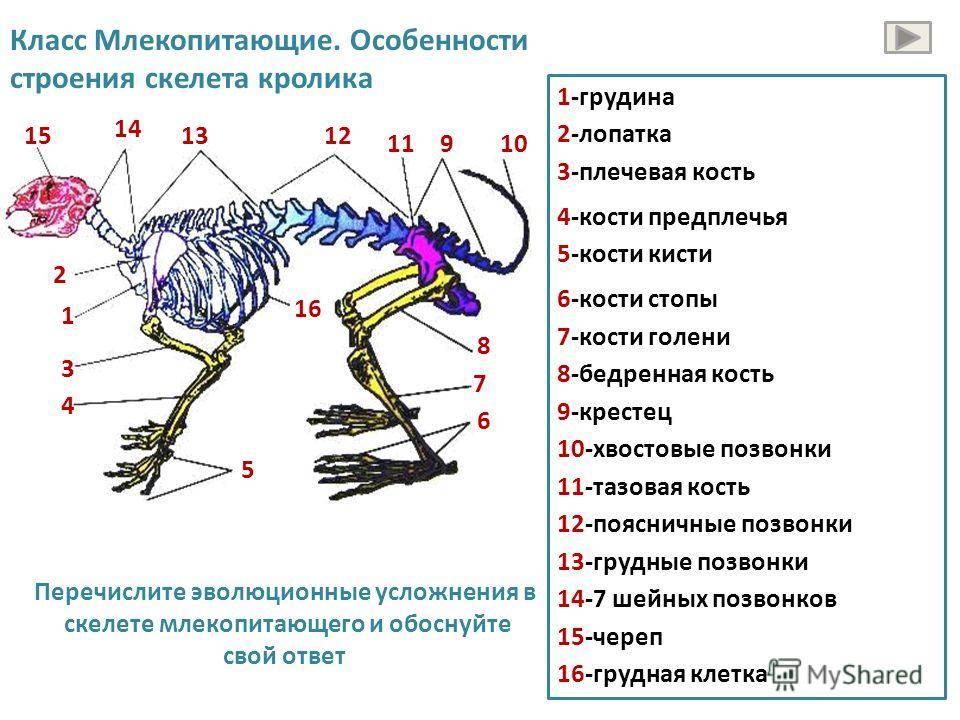 Внешнее строение и опорно двигательная система млекопитающих 7 класс презентация