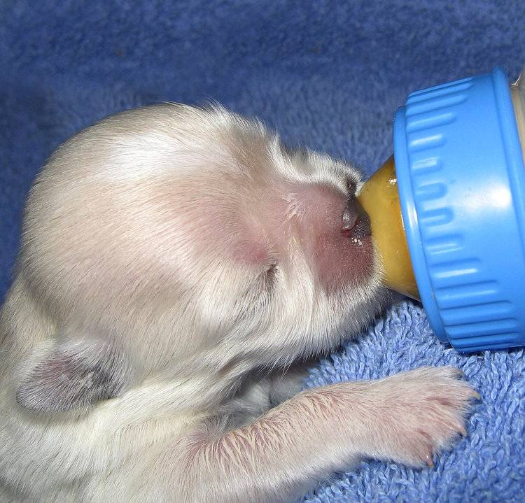 Как правильно кормить ощенившуюся собачку после родов, чтобы было много молока