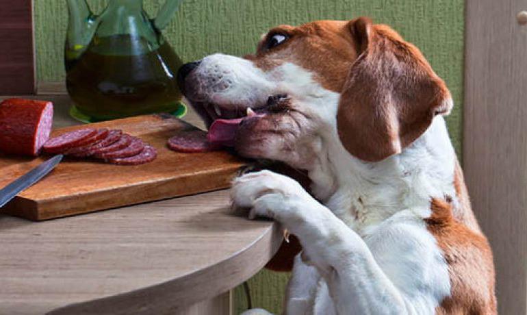Почему собака икает после еды? физиология или патология. что делать при икоте собак?