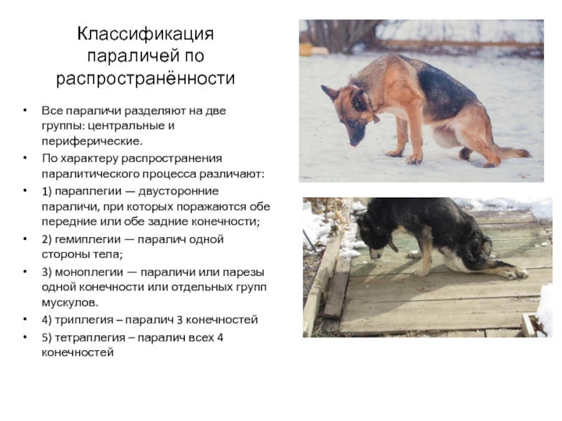 Можно ли вылечить паралич задних конечностей у собак? - kupipet.ru