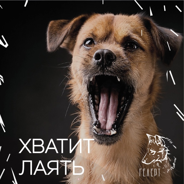 ᐉ почему щенок лает на хозяина? - zoomanji.ru