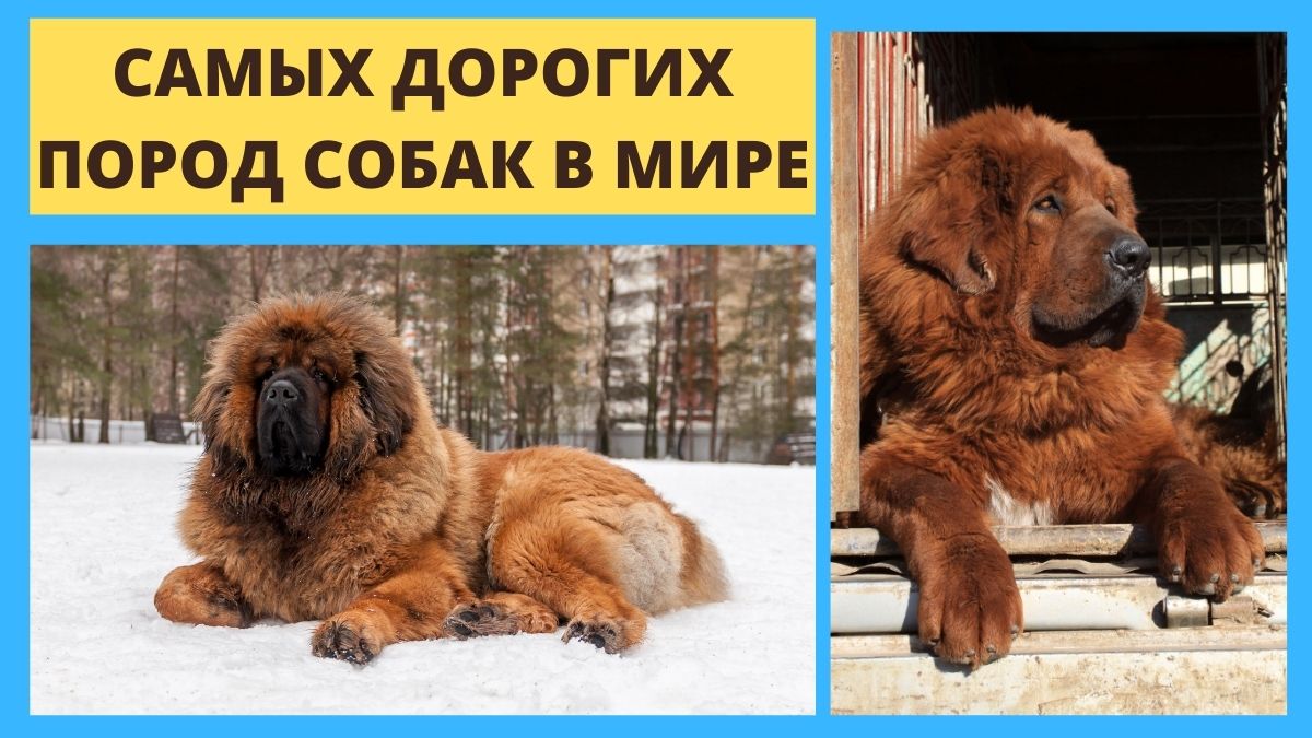 Самая дорогая собака в мире — самые дорогостоящие собаки в россии и за рубежом