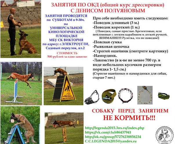 Правила дрессировки взрослой собак с нуля