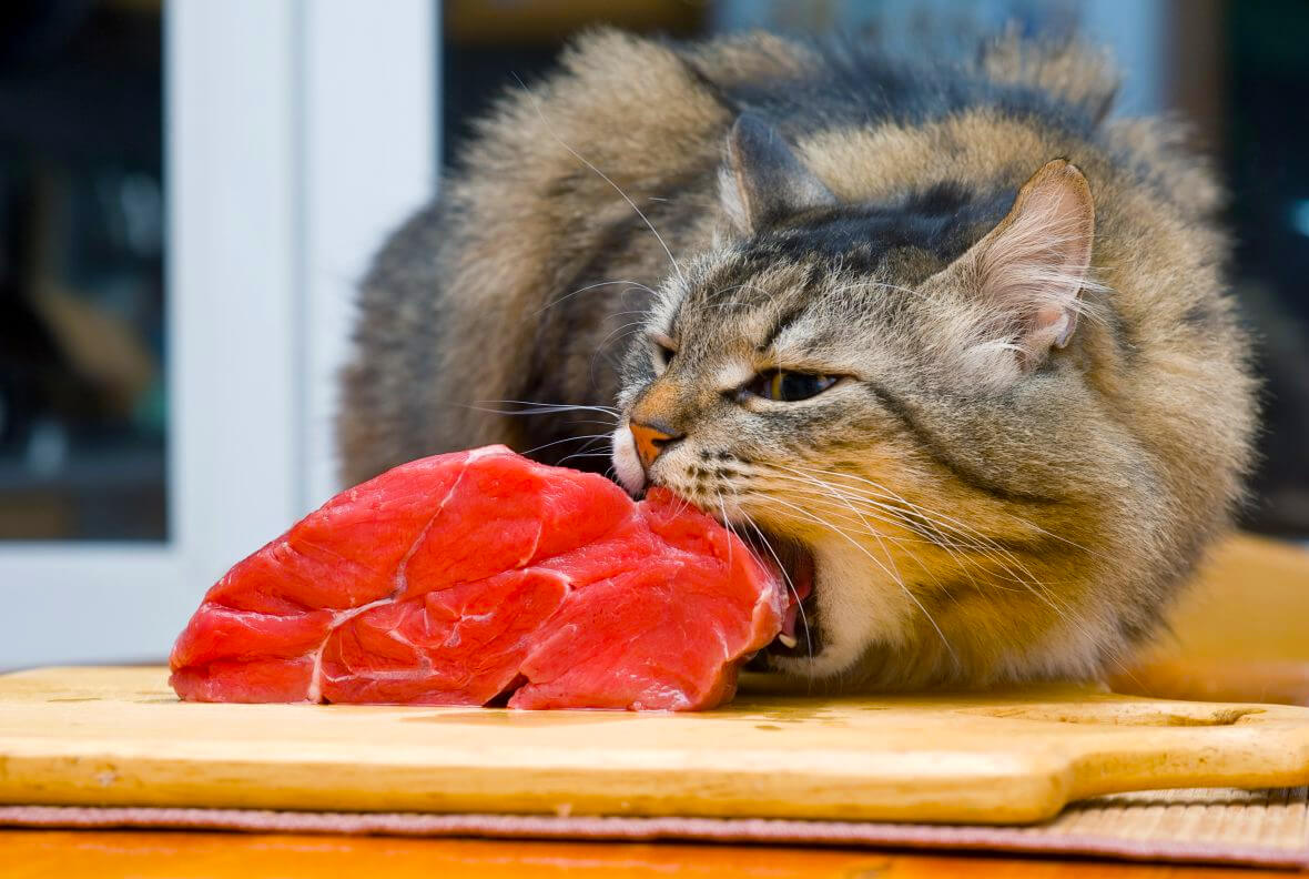 Можно ли кошке сырое мясо: 80 фото блюд и видео советы по применению в рационе питания