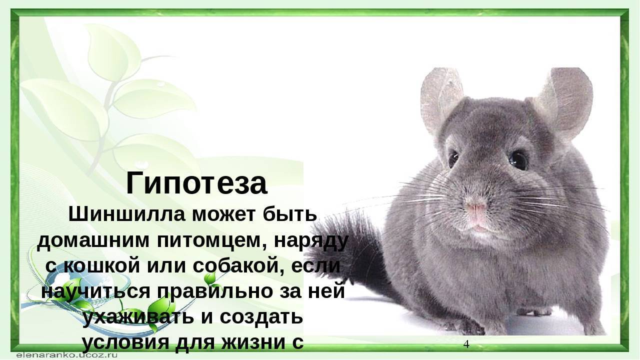 ᐉ интересные факты о шиншиллах для детей и взрослых - zoopalitra-spb.ru