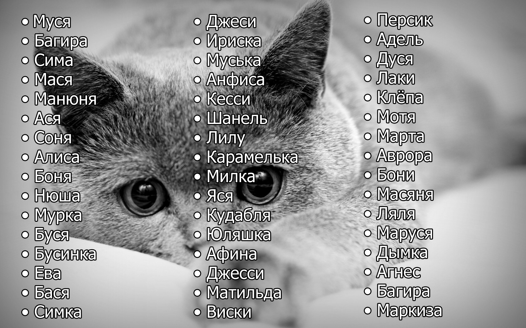 Как назвать трехцветную кошку девочку: 325 японских и английских имён на 2021 год