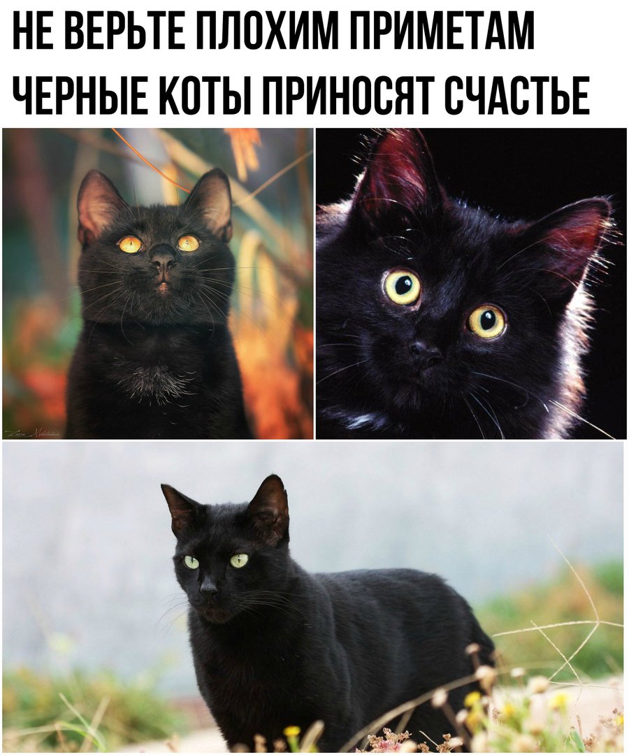 Черная кошка в доме: приметы и поверья, что означает