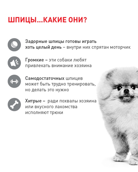 Стоит ли заводить домашнего питомца?