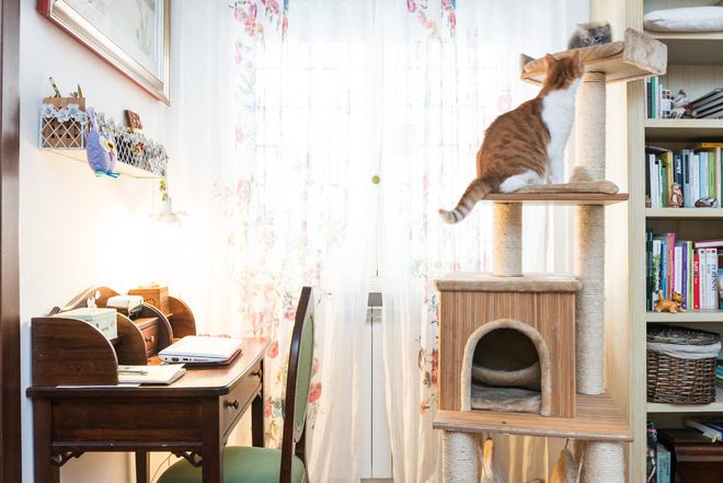 ᐉ как обеспечить безопасность кота в квартире? - ➡ motildazoo.ru