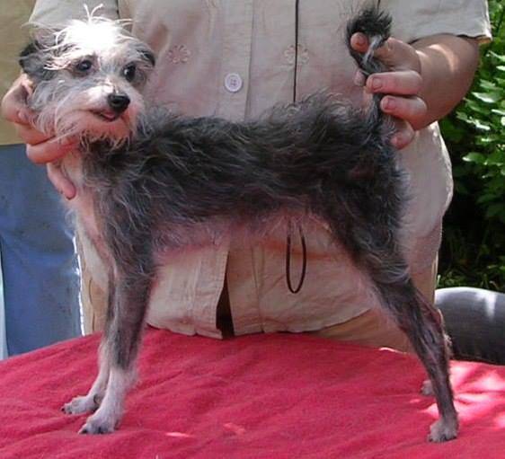 Характеристика собак московская сторожевая, метисы и сравнение с похожими породами