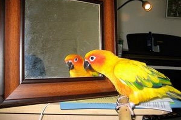 ᐉ нужно ли зеркало волнистому попугаю в клетку? - zoogradspb.ru