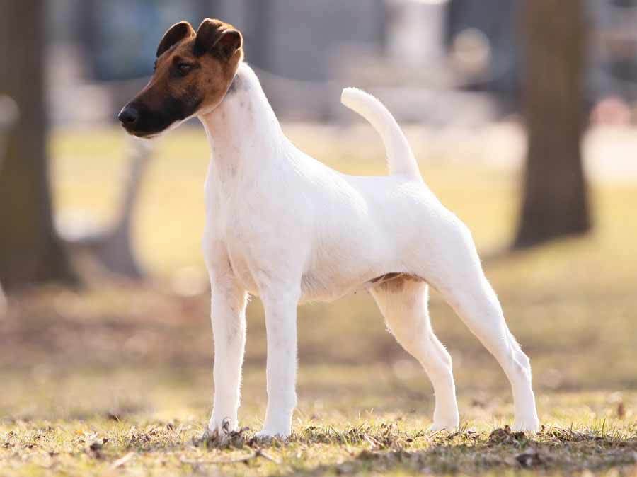 Короткошерстные собаки: список пород с фото
короткошерстные собаки: список пород с фото