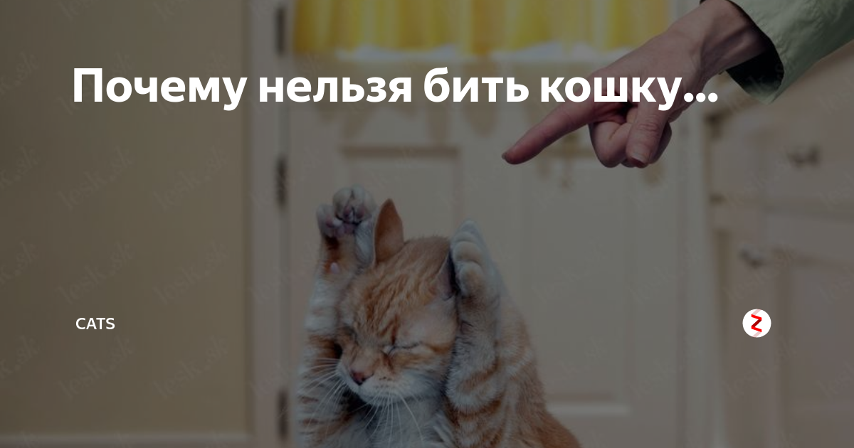 Котик — тёпленький животик: почему кошки спят на нас