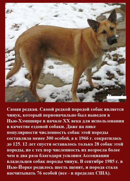Чинук: описание породы, характер, уход,  фото | все о собаках