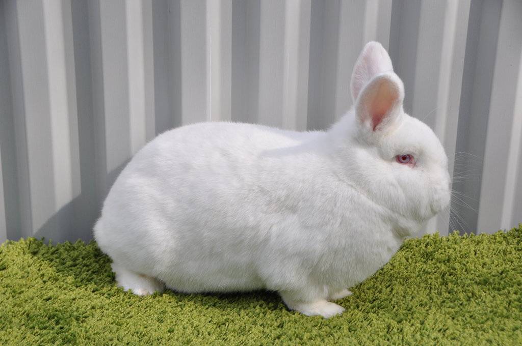 Новозеландский кролик: красная и белая породы, нзк и нзб