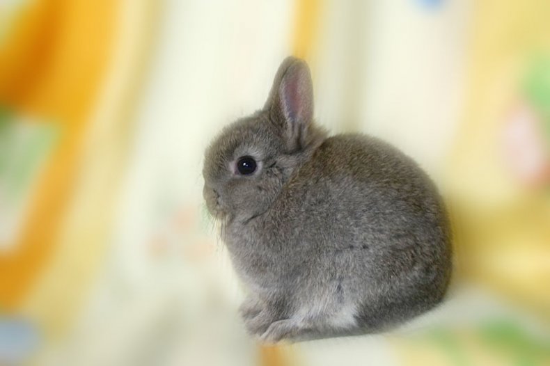 Голландский кролик: характеристика породы, характер, кормление и уход