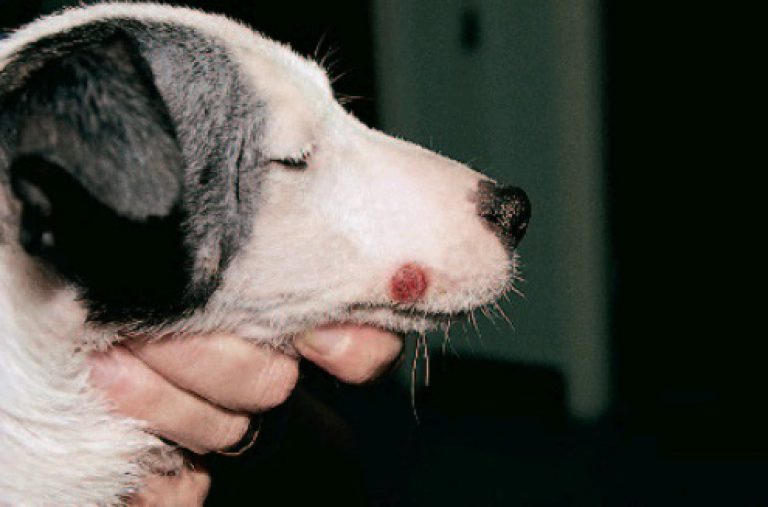 Гистиоцитома кожи собак - ветеринарная клиника доктора шустовой