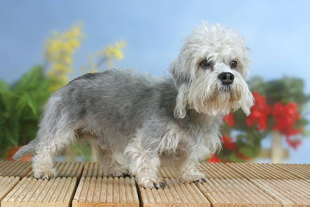 Денди-динмонт-терьер: описание породы, внешний вид собаки с фото, особенности ухода