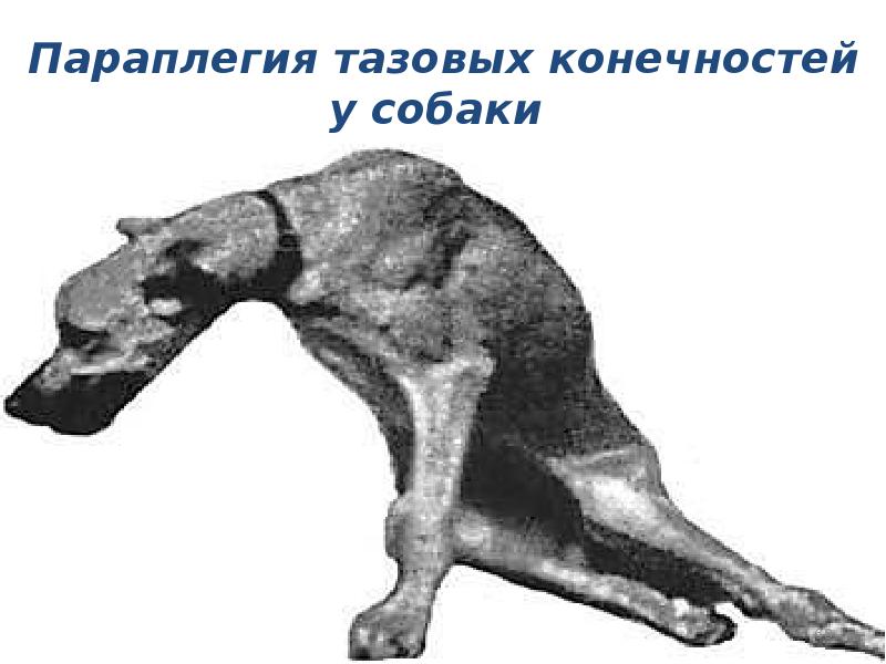 Массаж собаке при параличе задних лап - инструкция по проведению