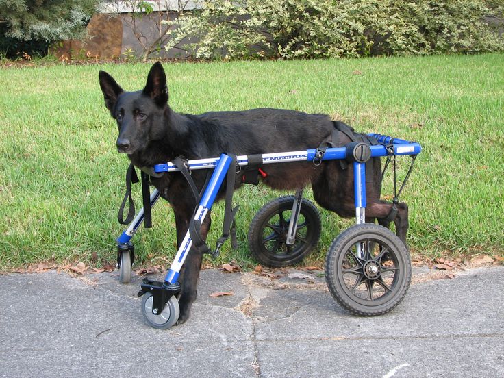Коляска для собак: обзор инвалидных и прогулочных вариантов