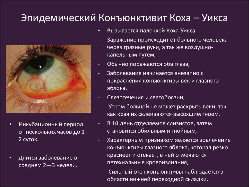 Болезни глаз у шиншилл: гноение, белые выделения, катаракта и конъюнктивит