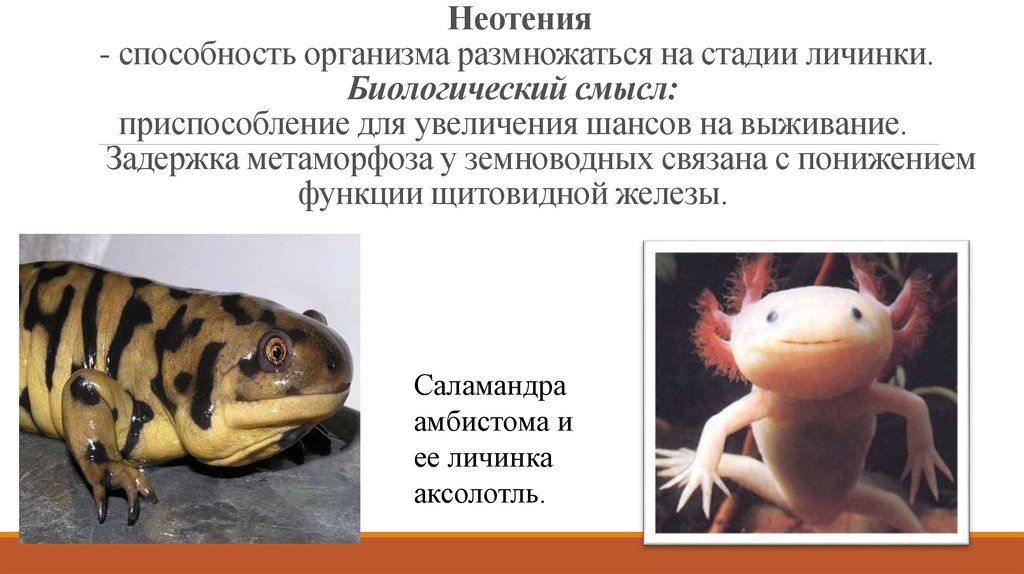Черепахи развитие с метаморфозом. Неотения аксолотль. Неотения аксолотль амбистома. Аксолотль метаморфоз. Аксолотль размножение.
