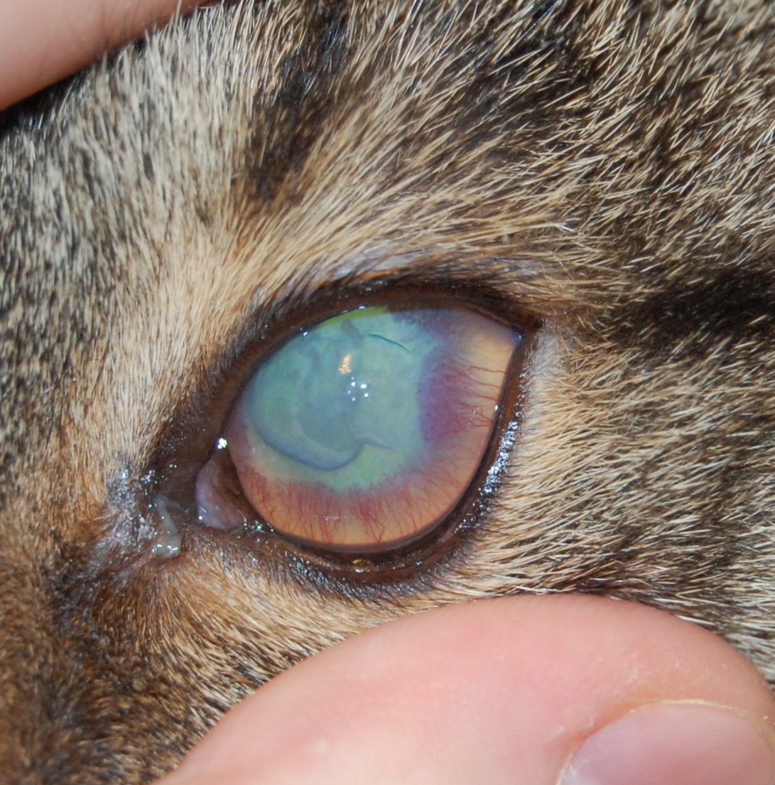 Конъюнктивит, синдром сухого глаза, красный глаз: симптомы, диагностика и лечение
