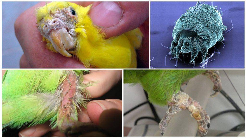 Как выявить и лечить орнитоз у попугая