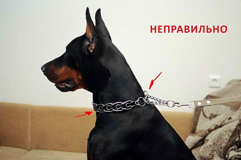 ᐉ как правильно использовать строгий ошейник для собак - ➡ motildazoo.ru