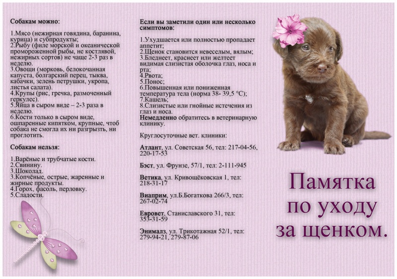 Что нужно щенку в первые дни дома: обустройство места, еда и игрушки