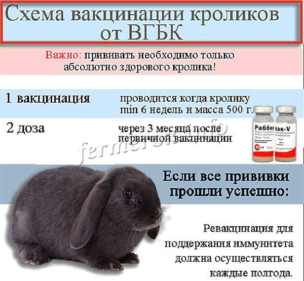 Нужны ли прививки кроликам? вакцинация кроликов