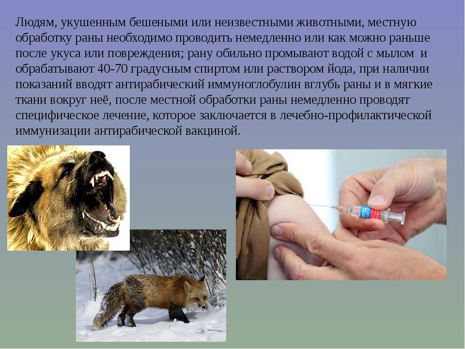 Как передается бешенство?