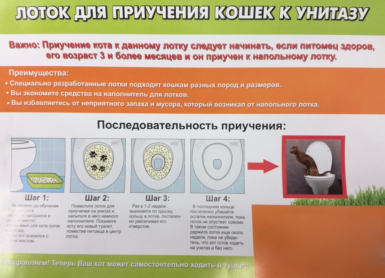 Как приучить щенка к туалету в квартире, ходить на лоток